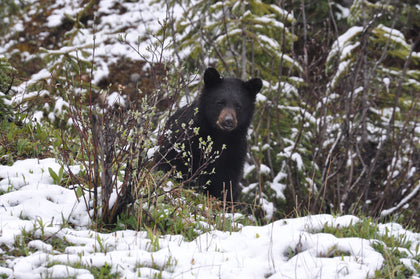 Black Bear Scents