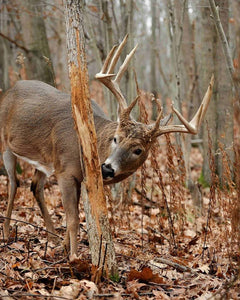 The Truth about Chronic Wasting Disease (CWD)