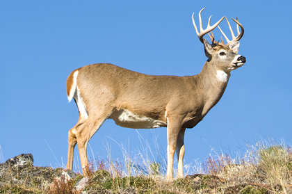 Whitetail Scents