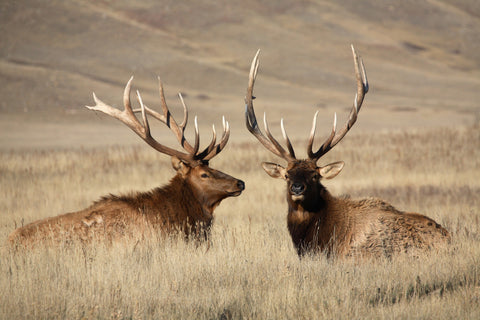 Elk Scents