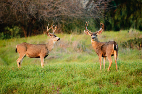 Blacktail Deer Scents