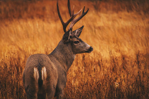 Mule Deer Scents