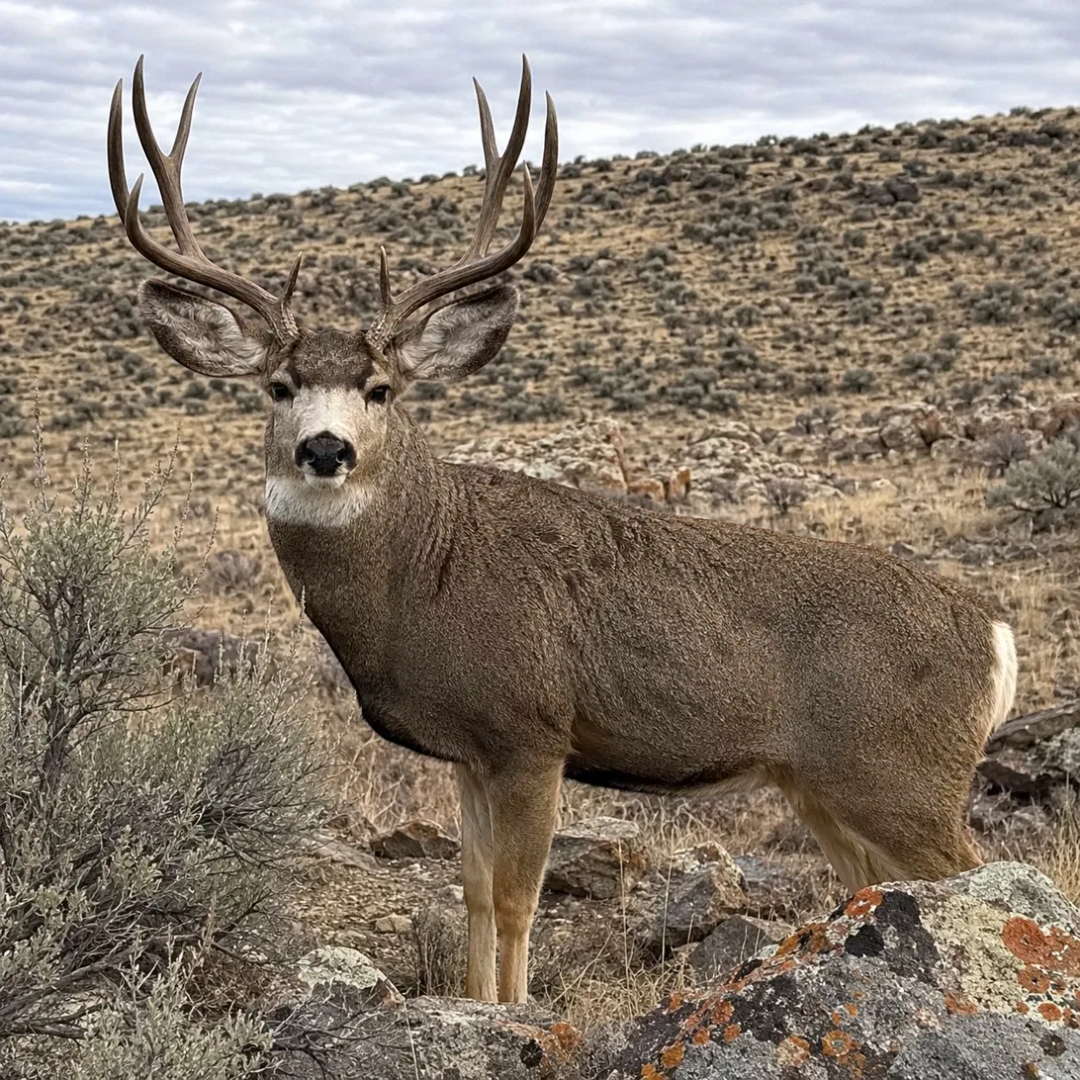Mule Deer Estrus & Serenity Synthetic Twin Pack